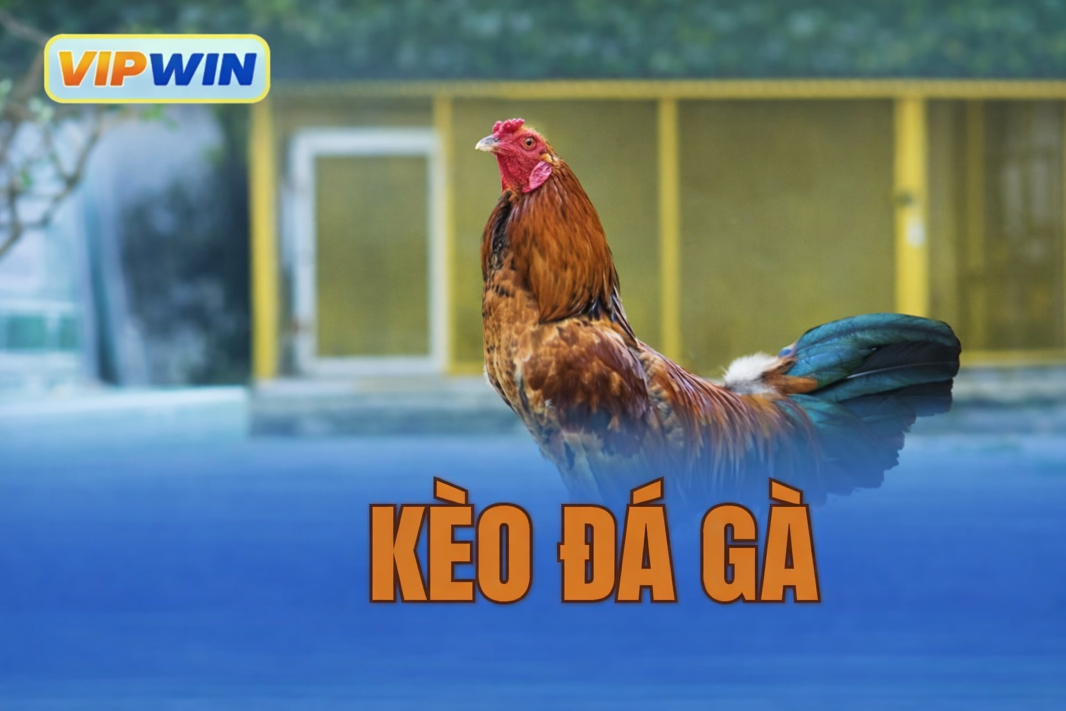 Kèo đá gà trên VIPWIN